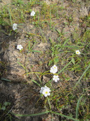 Plagiobothrys chorisianus hickmanii