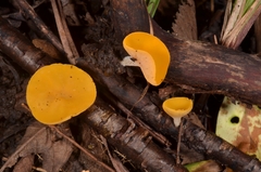 Sarcoscypha korfiana