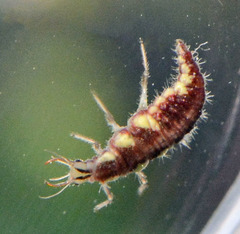 Chrysoperla harrisii