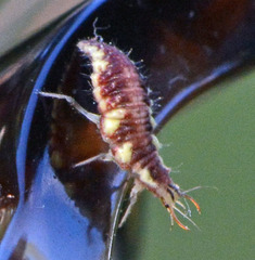 Chrysoperla harrisii