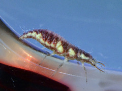 Chrysoperla harrisii