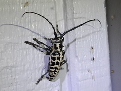 Plectrodera scalator