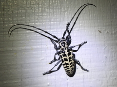 Plectrodera scalator