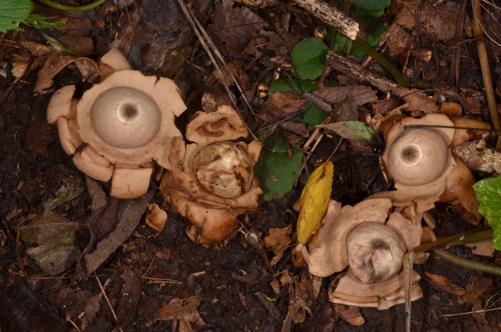 Geastrum triplex · August 2020 · photo: © epopov (iNaturalist, cc-by)