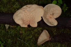 Sarcoscypha vassiljevae