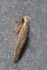 Oditinae