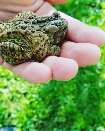 American Toad