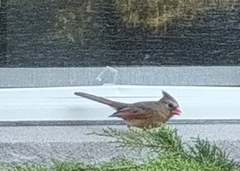 Cardinalis