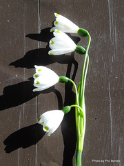 Leucojum