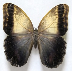 Caligo telamonius memnon