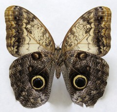 Caligo telamonius memnon