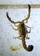 Tityus stigmurus