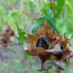 Cistus populifolius