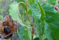 Cistus populifolius