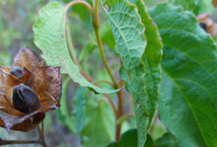 Cistus populifolius