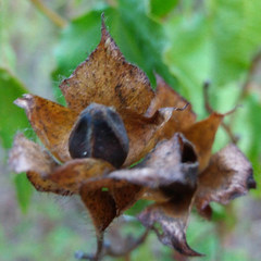 Cistus populifolius