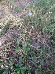 Cichorium intybus