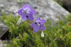 Campanula precatoria