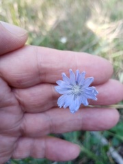 Cichorium intybus