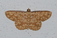 Synegia