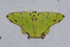 Agathia lycaenaria