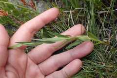 Campanula precatoria