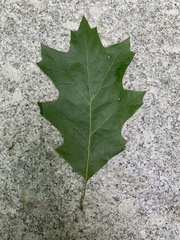 Quercus rubra