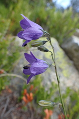 Campanula precatoria