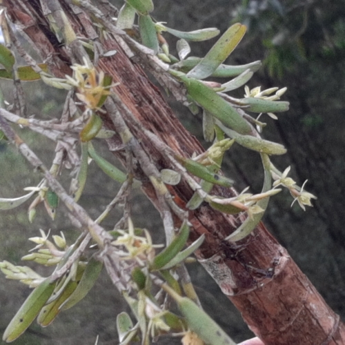 Image of Epidendrum ramosum by (c) Arthur de Jesús Chavarría Pérez, some rights reserved (CC BY)