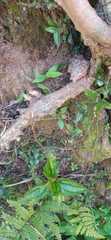 Cladoxerus