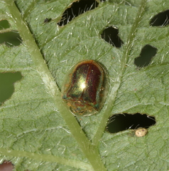 Charidotella succinea