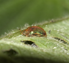 Charidotella succinea