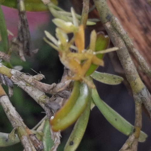 Image of Epidendrum ramosum by (c) Arthur de Jesús Chavarría Pérez, some rights reserved (CC BY)