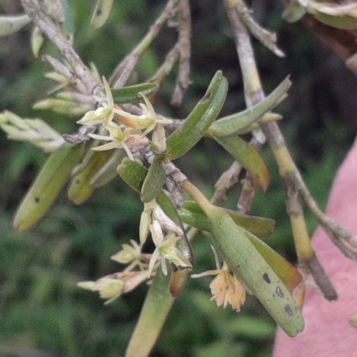 Image of Epidendrum ramosum by (c) Arthur de Jesús Chavarría Pérez, some rights reserved (CC BY)