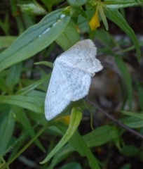 Scopula incanata