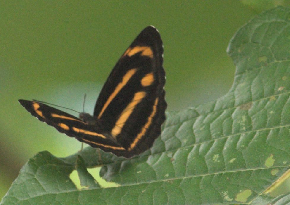 Yellow Sailer