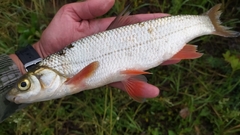 Chondrostoma variabile