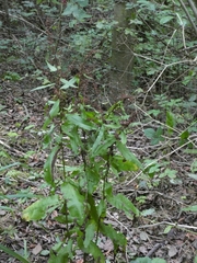Rumex sanguineus viridis