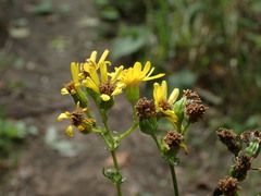 Senecio squalidus