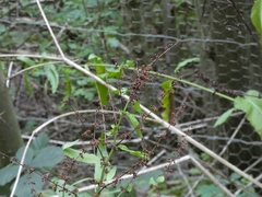 Rumex sanguineus viridis