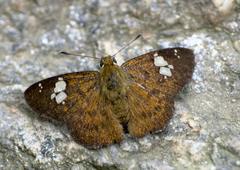 Pseudocoladenia dan decora