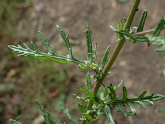 Senecio squalidus