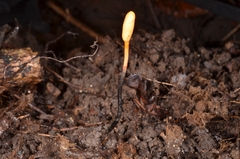 Ophiocordyceps nutans
