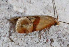Cochylis caulocatax