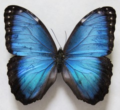 Morpho helenor narcissus