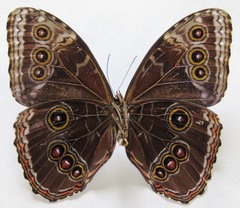 Morpho helenor narcissus
