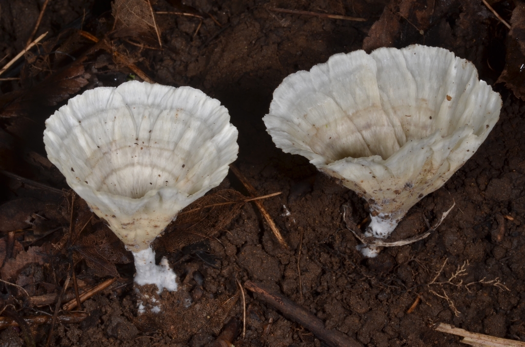 Neocotylidia diaphana · August 2020 · photo: © epopov (iNaturalist, cc-by)