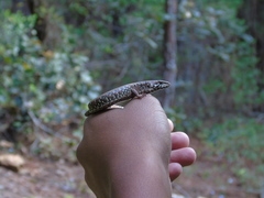 Sierra Juarez Alligator Lizard photo 3