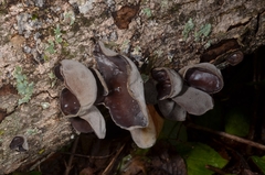 Auricularia villosula