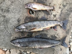 Arctic Charr photo 5